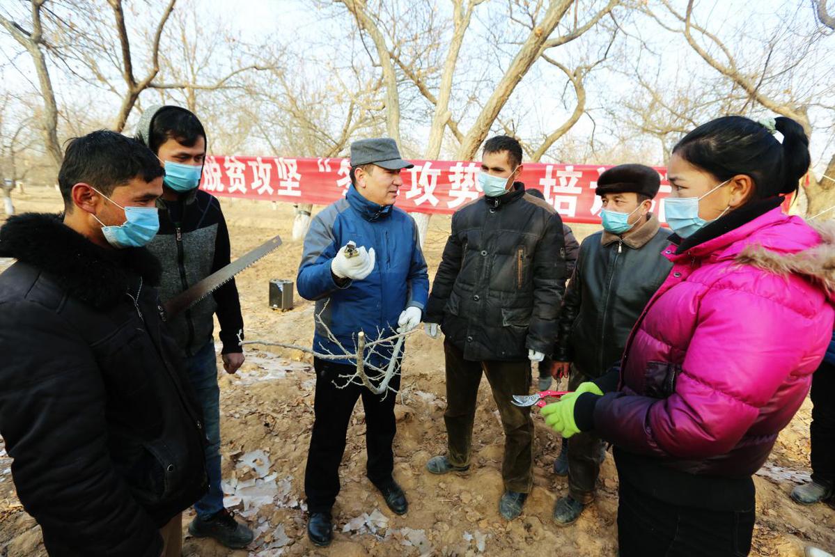 积极开展"冬季攻势"林果业科技培训