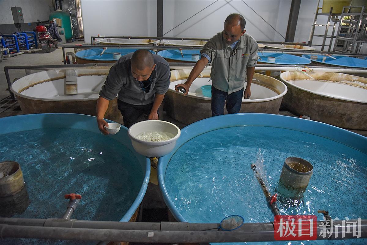 中国水产科学研究院长江水产研究所太湖试验场主要开展中华鲟苗种培育