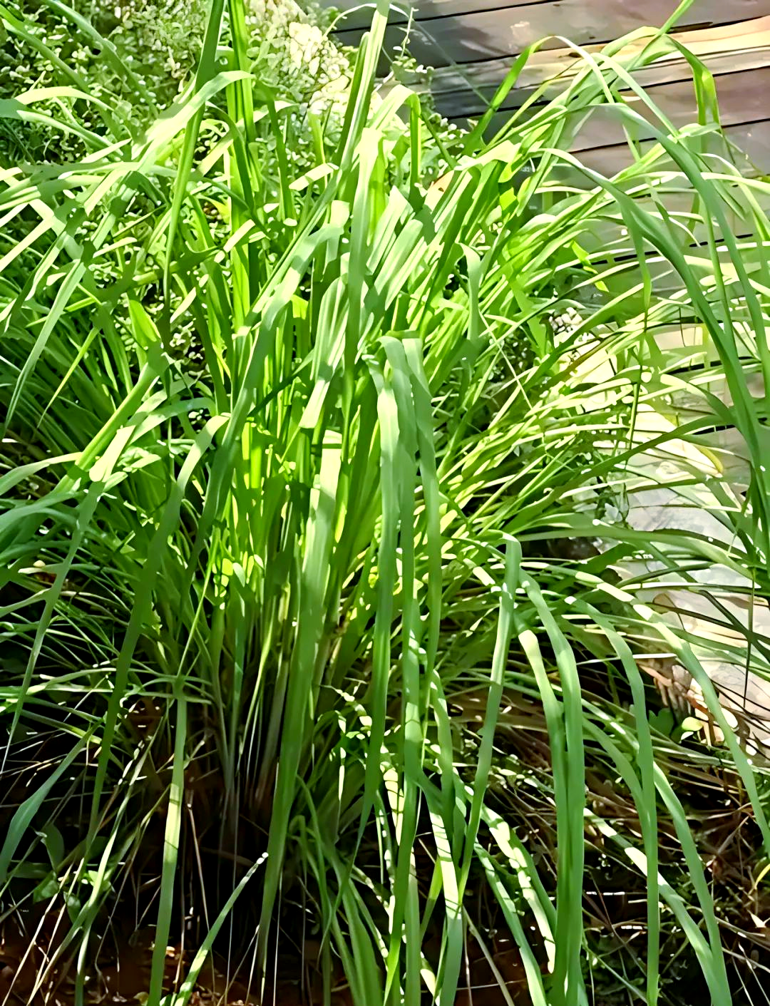 推荐多种气味温和的香草植物,让你感受自然的清香