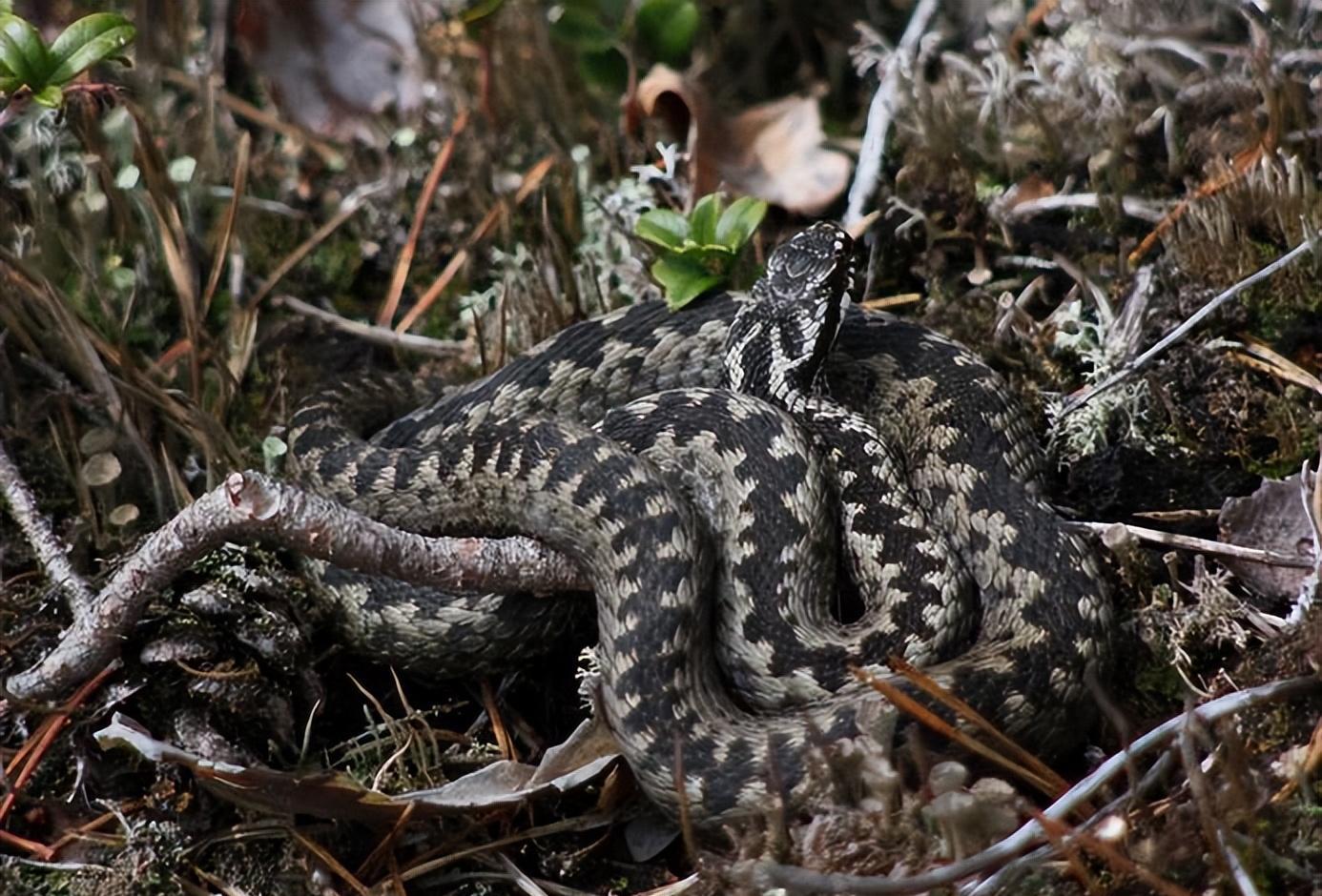 2000年长白山为何遍地毒蛇?20000条蛇路边盘踞,蛇出现与人有关
