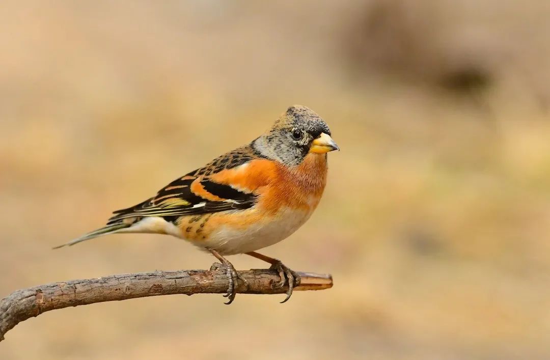 石景山市民遇到受伤小鸟不知所措这份鸟类救助指南快收好