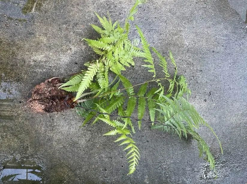 沪漂网红植物金毛狗蕨将重返大自然多部门签署备忘录