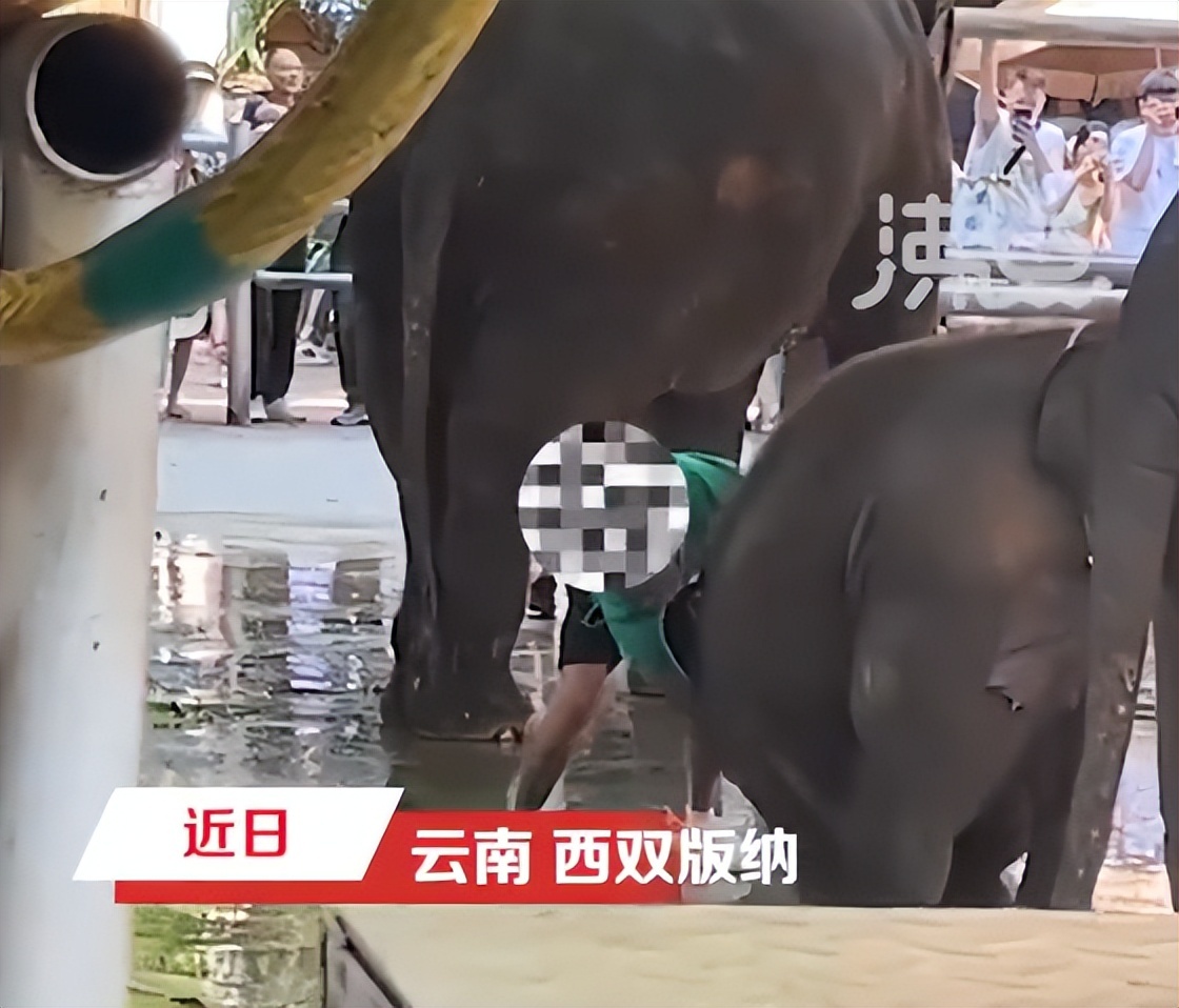 饲养员用针扎幼象,幼象疼得直跪地?