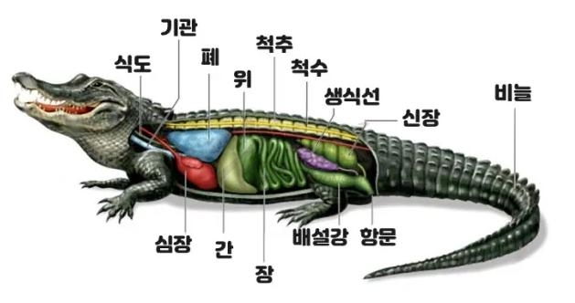 鳄鱼绘画过程