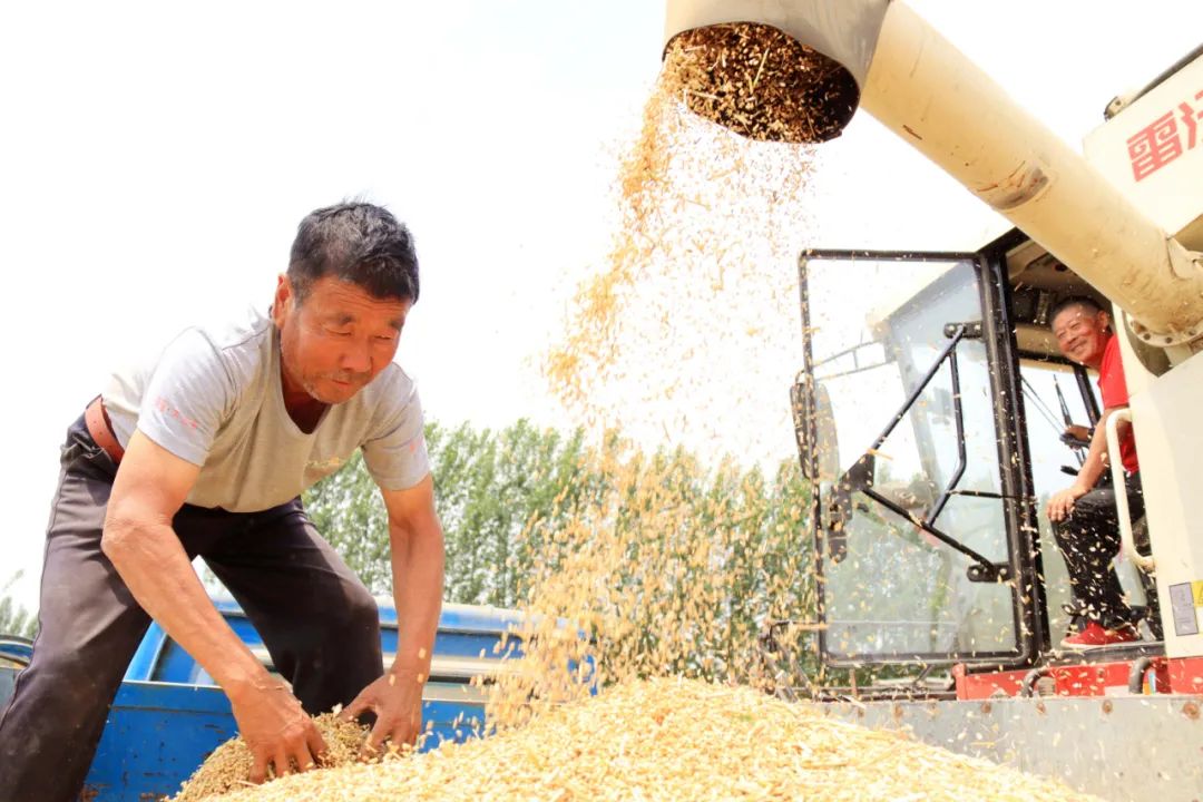 麦稻香里说丰年|图瞰风云