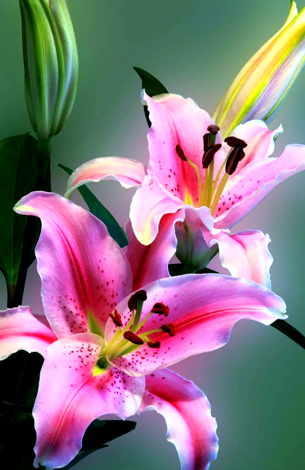 探秘百合花:寓意多样,应用广泛