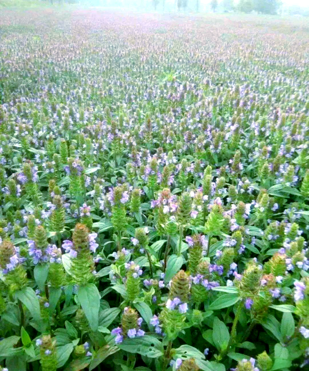 夏枯草从乡村常用药到现代中药的蜕变