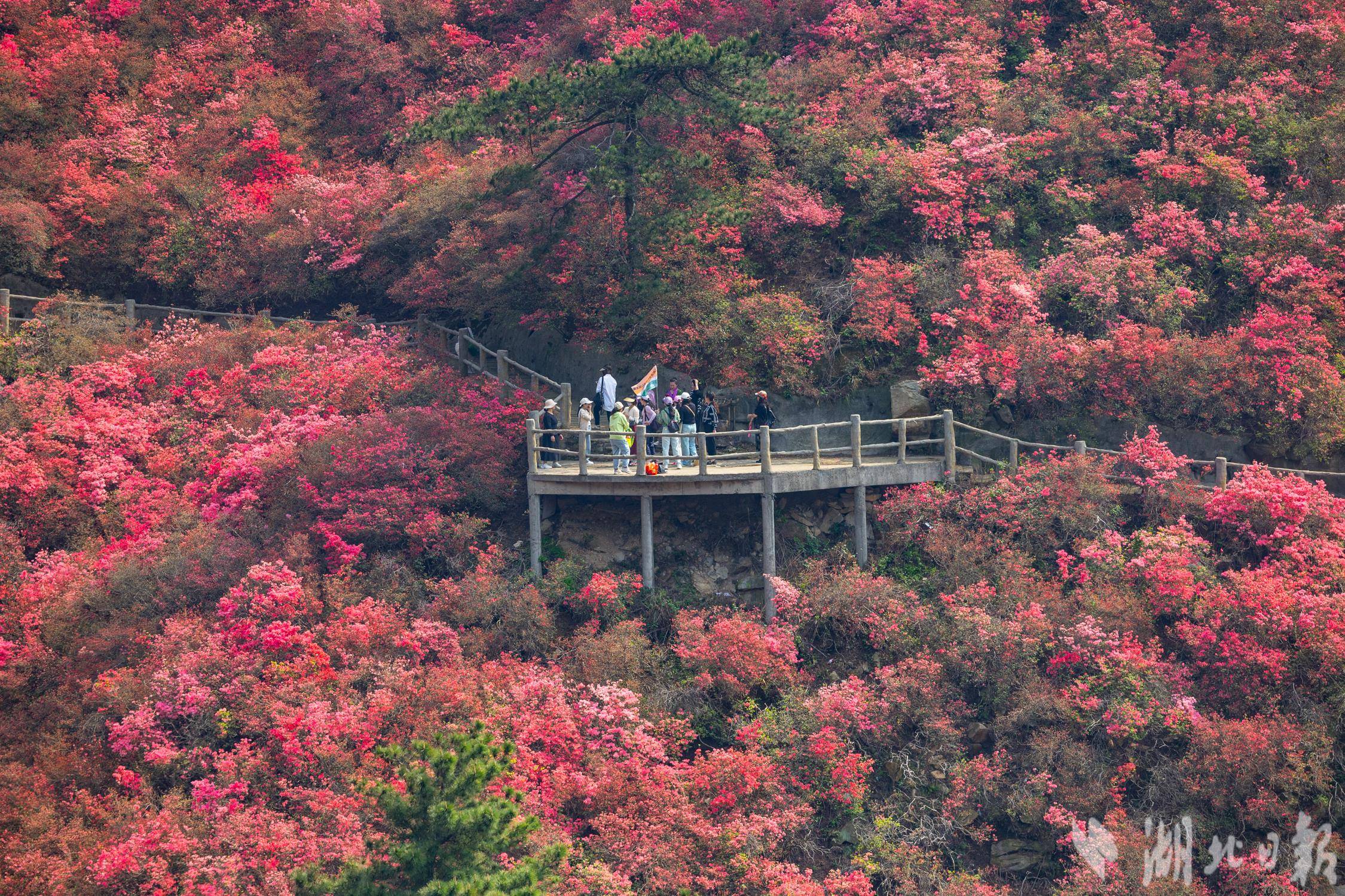 黄陂花木兰图片