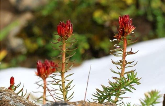 「每天认识一种植物」长鞭红景天