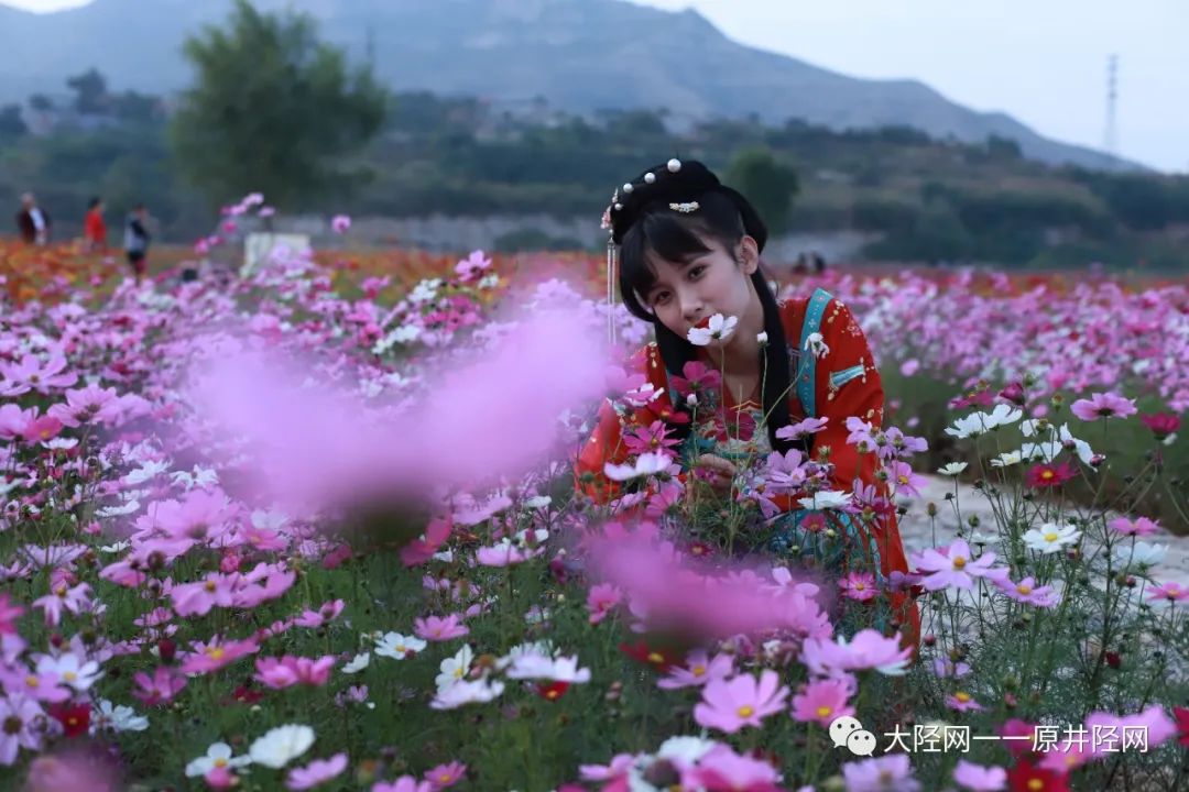 瞬间让人放慢了脚步多种花卉植物的满目充盈粉黛乱子,串儿红等加之