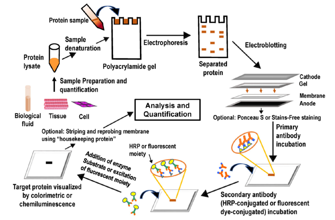 western blot流程图图片