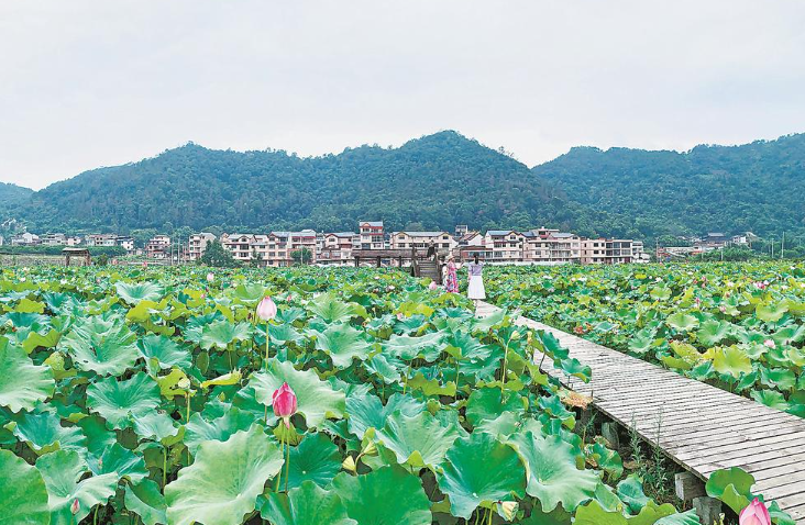 福安柏柱洋景区荷花开放