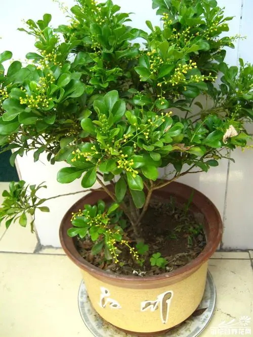 香水米兰花的养殖方法与注意事项:芬芳满室的秘诀