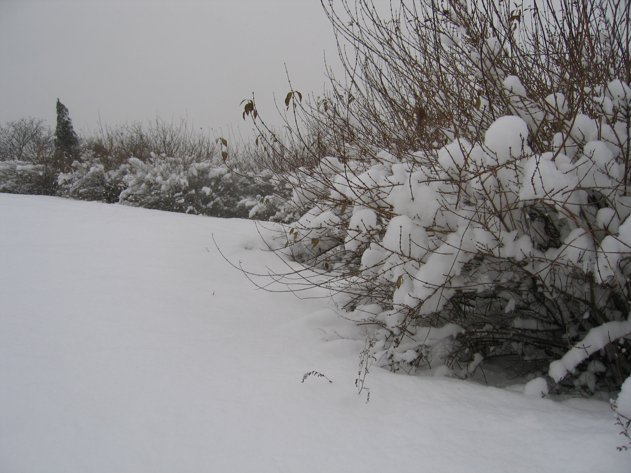 老照片2005大连甘井子樱花街(圈里——大化一宿舍)小编c723船船老长