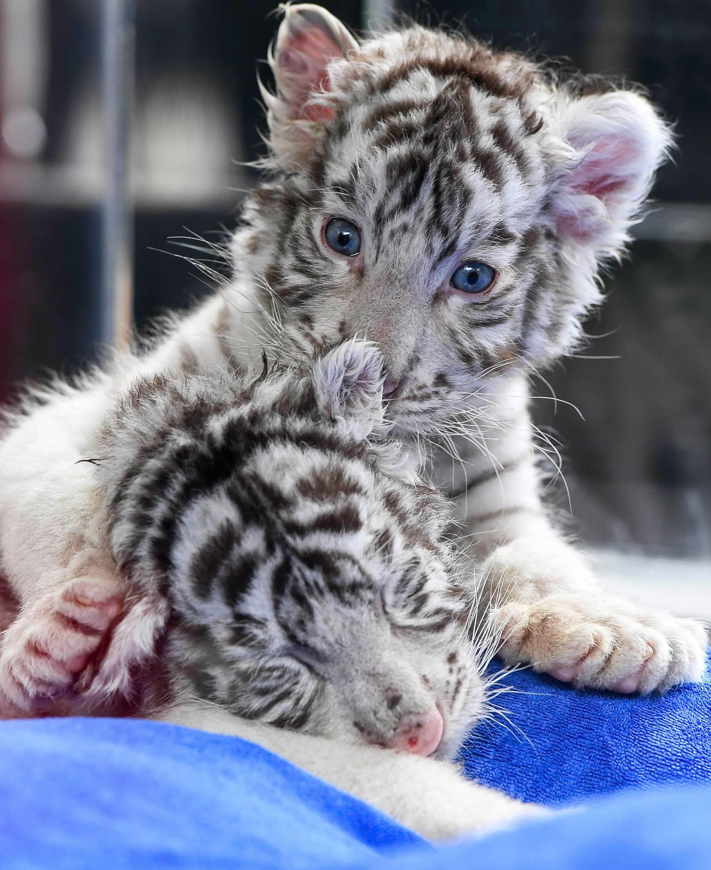 (社会)(4)白虎龙凤胎宝宝亮相广州长隆