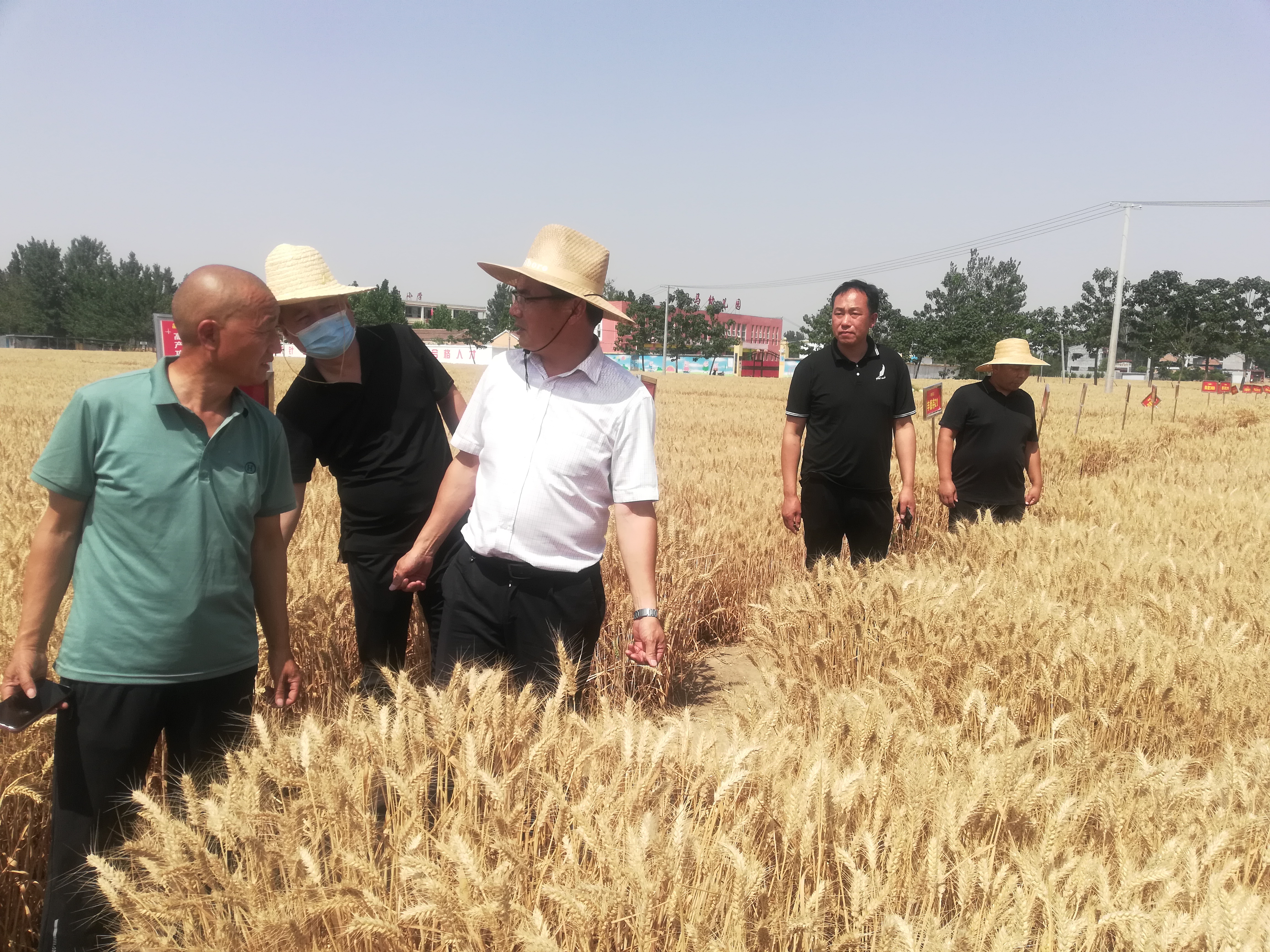 小麦测产方法,用这两种方法,轻松知道你家小麦产量有多少