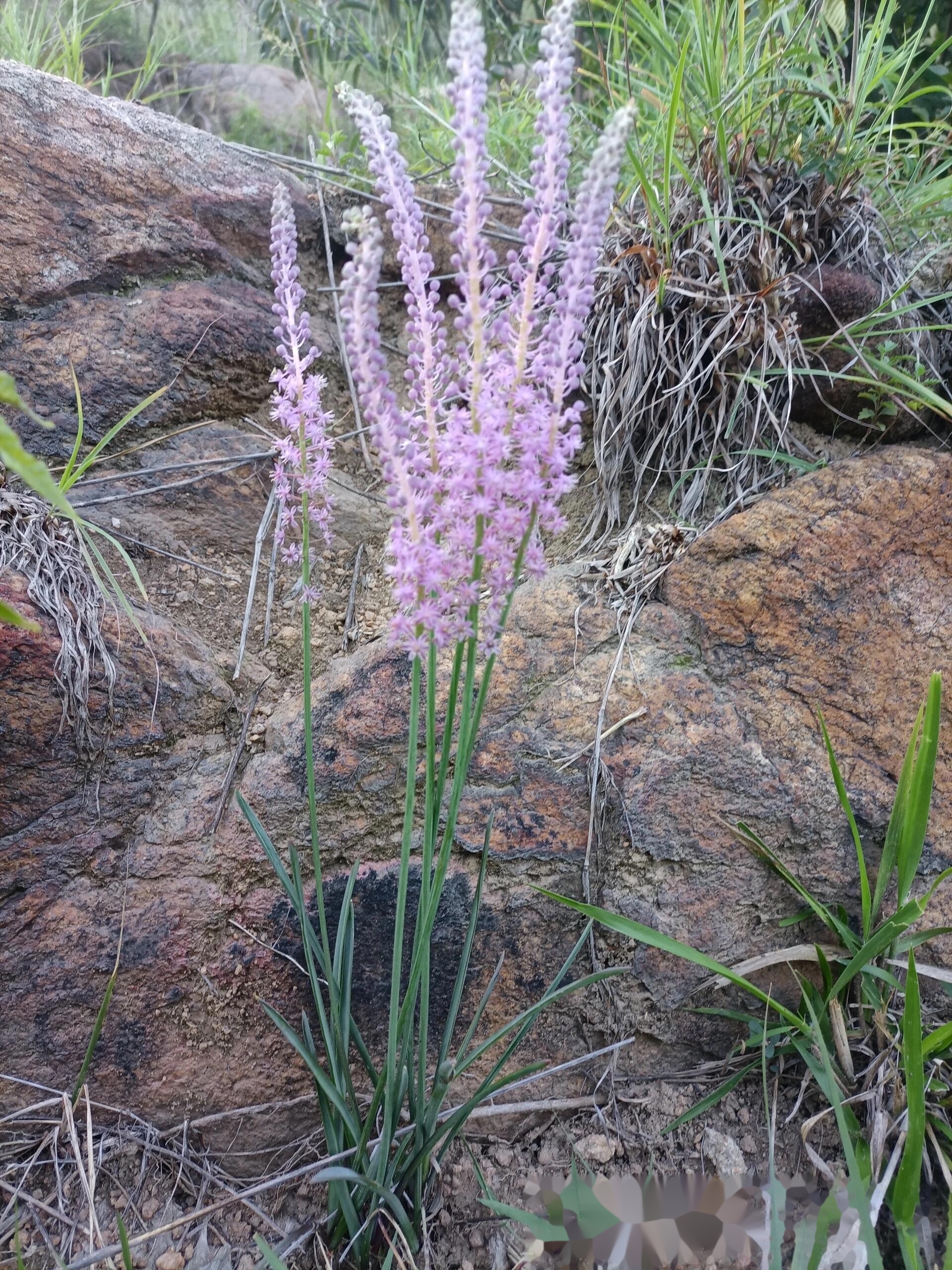 绵枣儿:石头缝里的开花锦鲤,给点阳光就灿烂的草根顶流