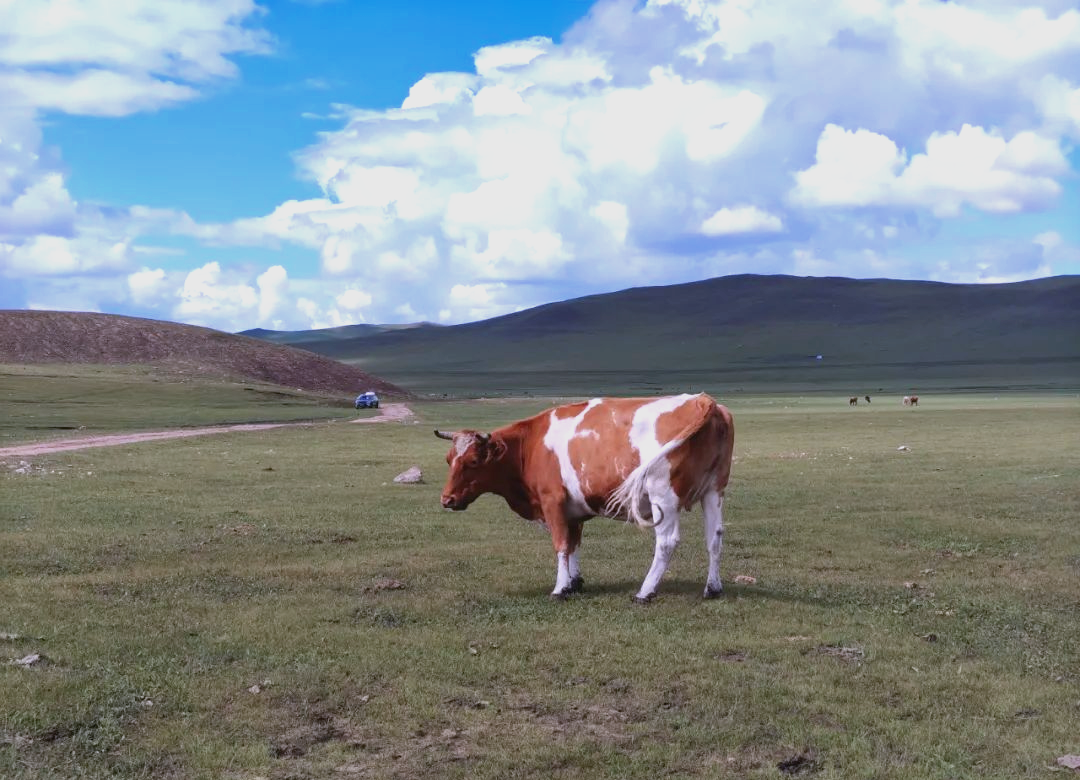 啥是松弛感?看看呼伦贝尔大草原上的牛马,它们就是最好的诠释