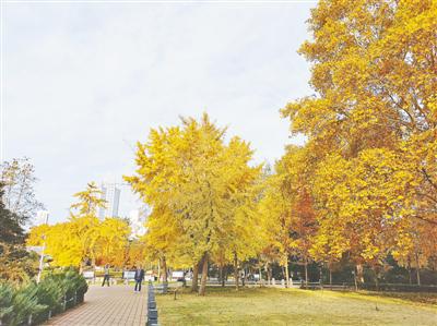 雕塑公園滿地銀杏葉煞是好看 葉落知秋,霜落知寒,如果說是秋風給了