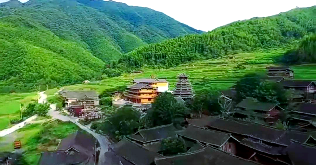 青钱柳茶是真是假