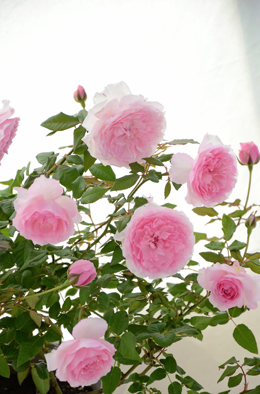 养棵"美咲抚子"吧,四季有花看,芬芳沁人心