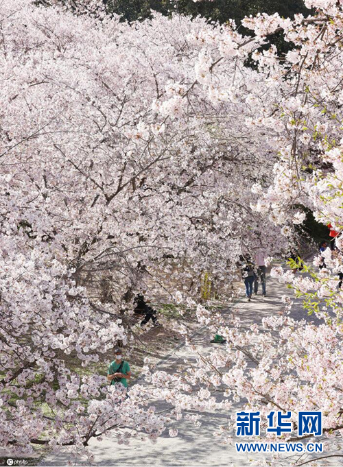 日本福冈樱花绽放