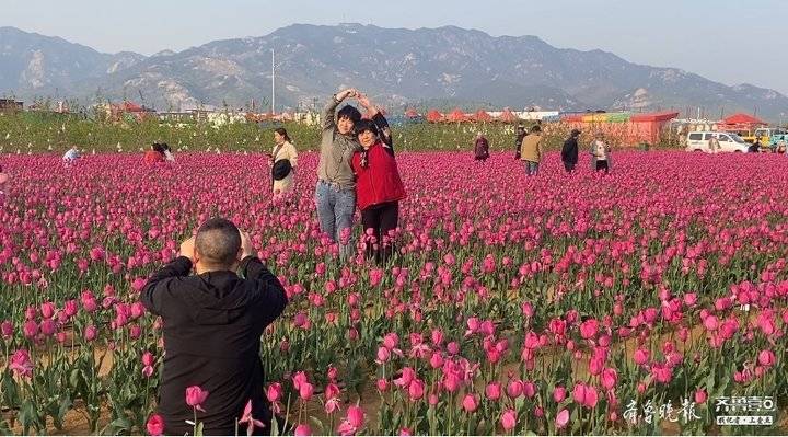 平邑七彩村丽花海,蒙山脚下郁金香已进入盛花期