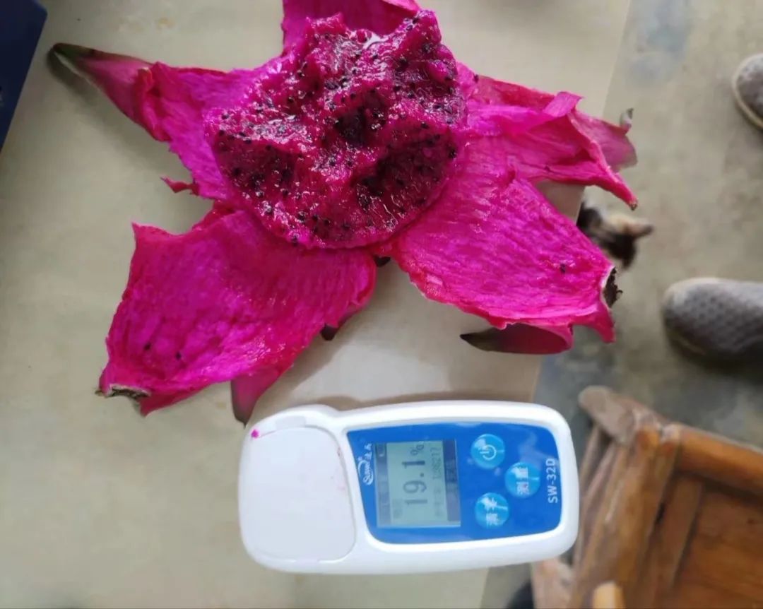 帮帮忙!甜度20的火龙果,再不采摘就要冻坏了