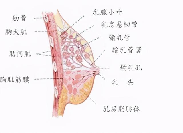乳房外上象限是乳腺癌多发部位 乳头出现这四种异样 提示乳腺有癌变