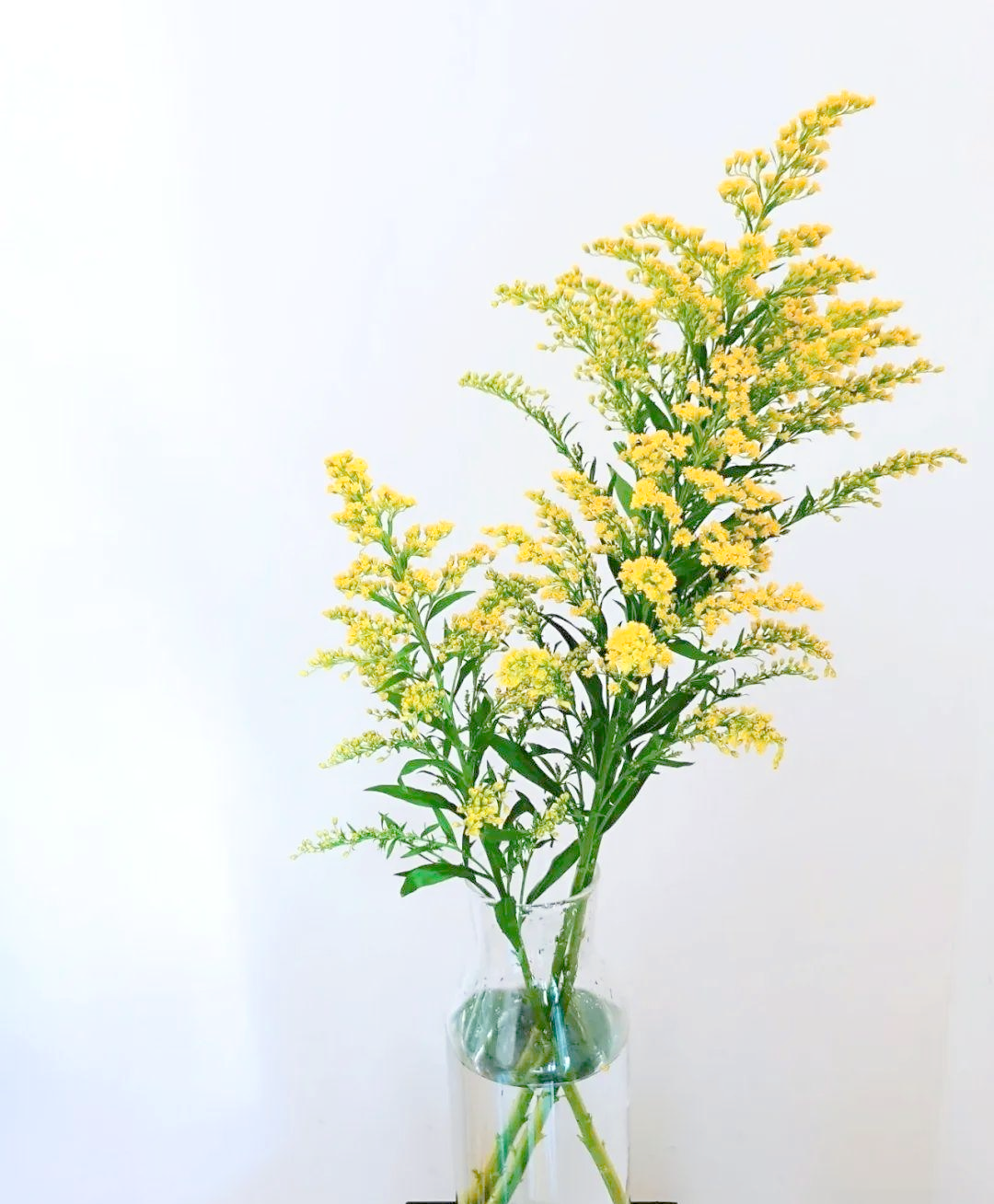 黄莺草:大学生活的美好象征