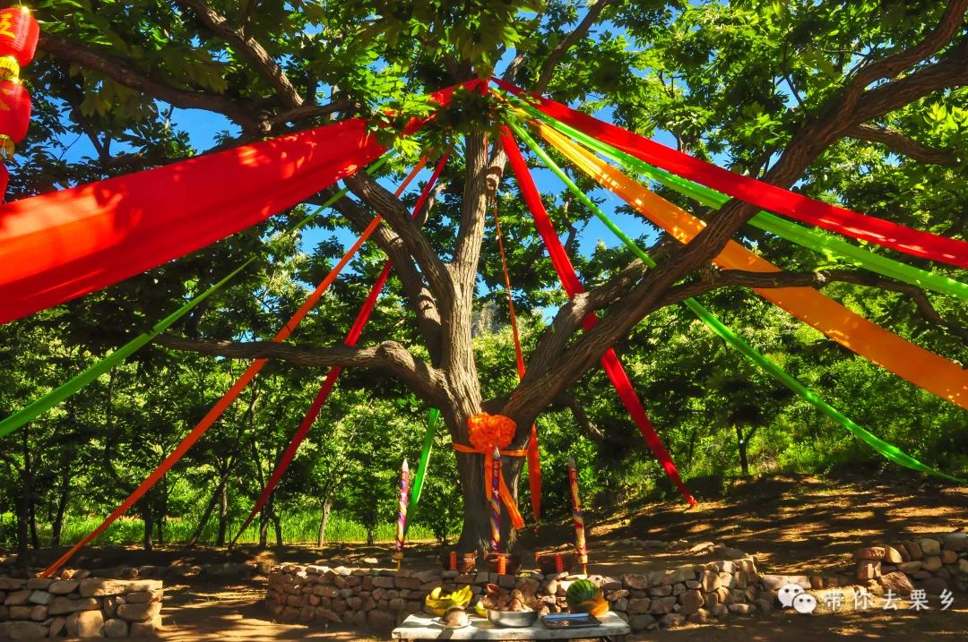 欢迎您到迁西来    认养一棵板栗树