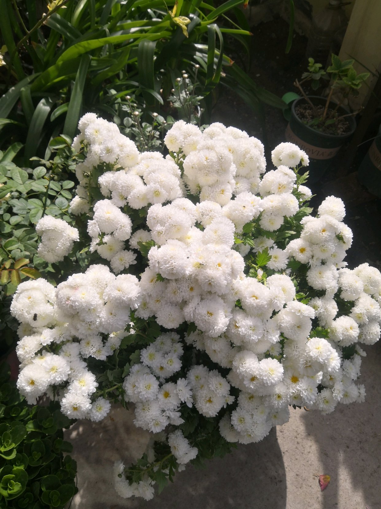 立秋过后,适合养"纽扣菊",打理简单,花朵又萌又美,花期也长