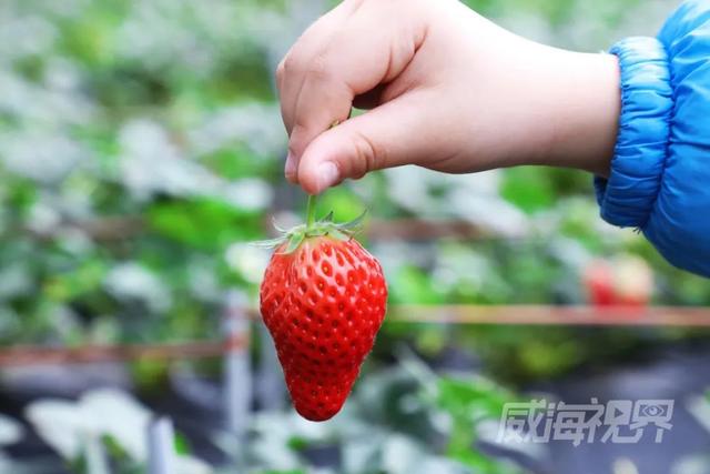 威海草莓采摘园甄选