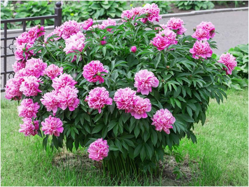 掌握这项技能,芍药繁殖后能更快开花噢~丨小叶子有"花"招