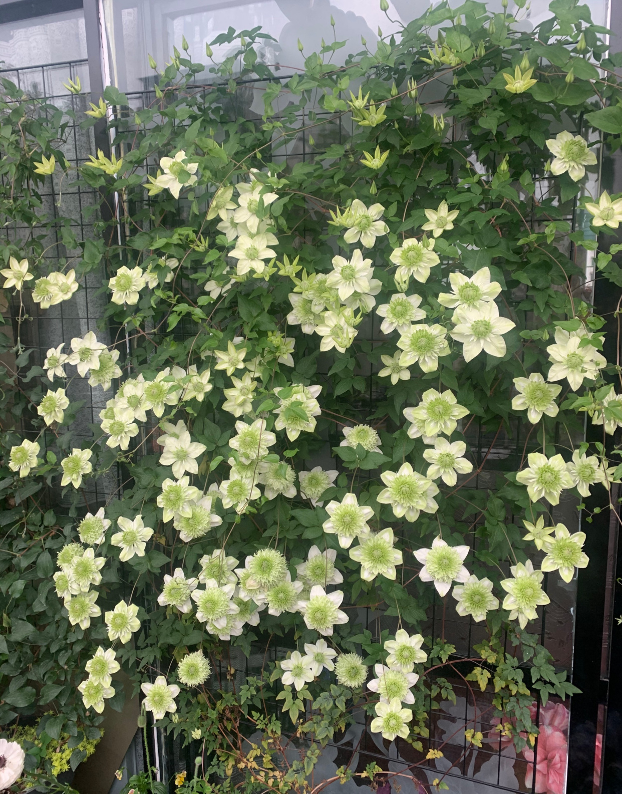 铁线莲"绿玉"—美若玫瑰,三季有花开,栽培容易,北阳台也能养