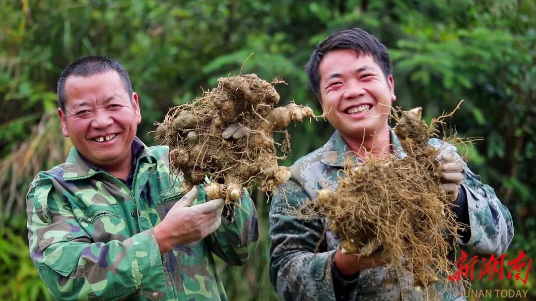 中国南方中药谷怀化底气何在