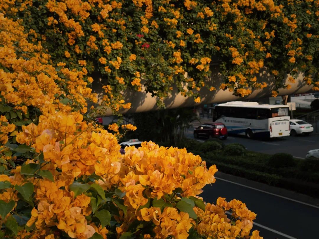 浪漫刷屏!厦门首个三角梅阶梯花海年底亮相!