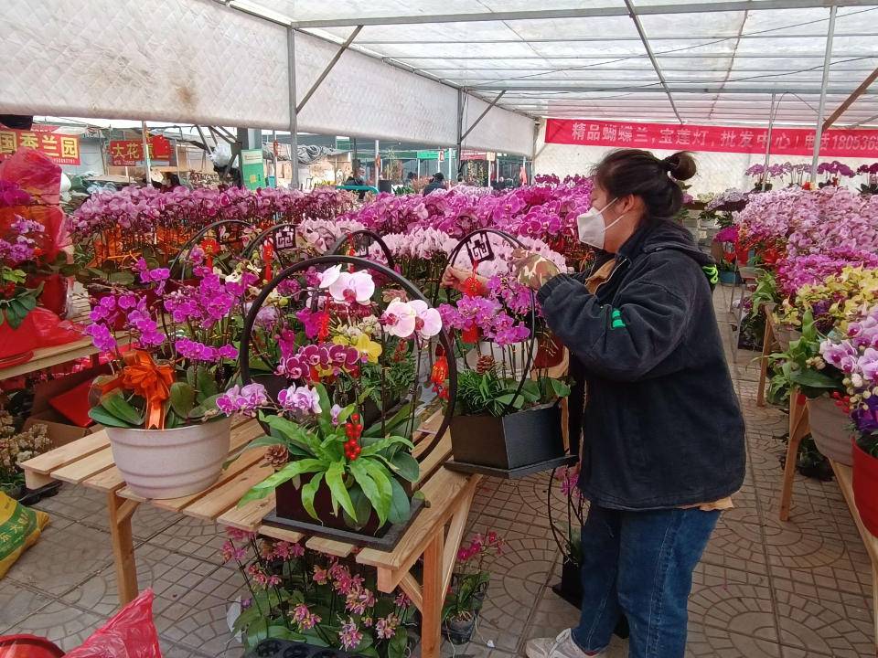 青州:年宵花不负花期抢市场