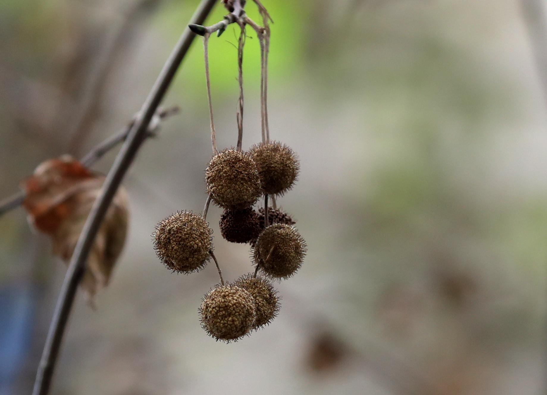 郑州百万株法桐果毛又到成熟期 生态园林城市的"小烦恼"怎么治?