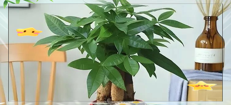 十二生肖运势盆栽(十二生肖运势盆栽图片)