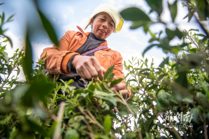 锦绣湖南⑦|抢"鲜"尝一口春天的味道