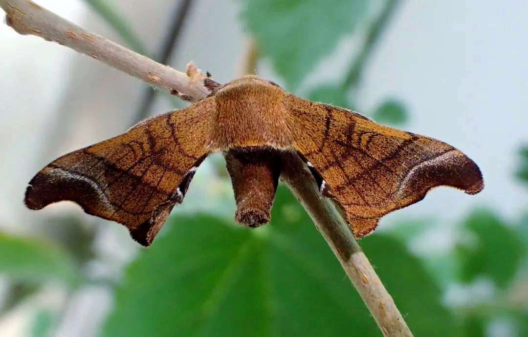 进行雌雄对比,我们发现:别有一番韵味,耐人寻味