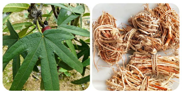 五指茅草长什么样子