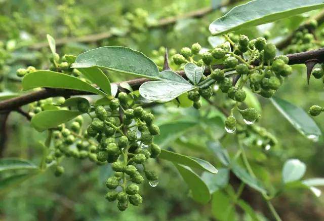 花椒帮主向启明:跨行种花椒年销高达4000万!他是怎么做到的?