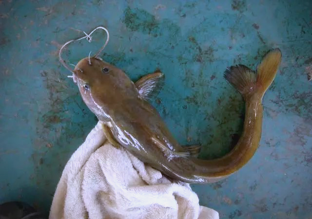 石扁头鱼:外貌奇特,味道鲜美,但钓获难度大