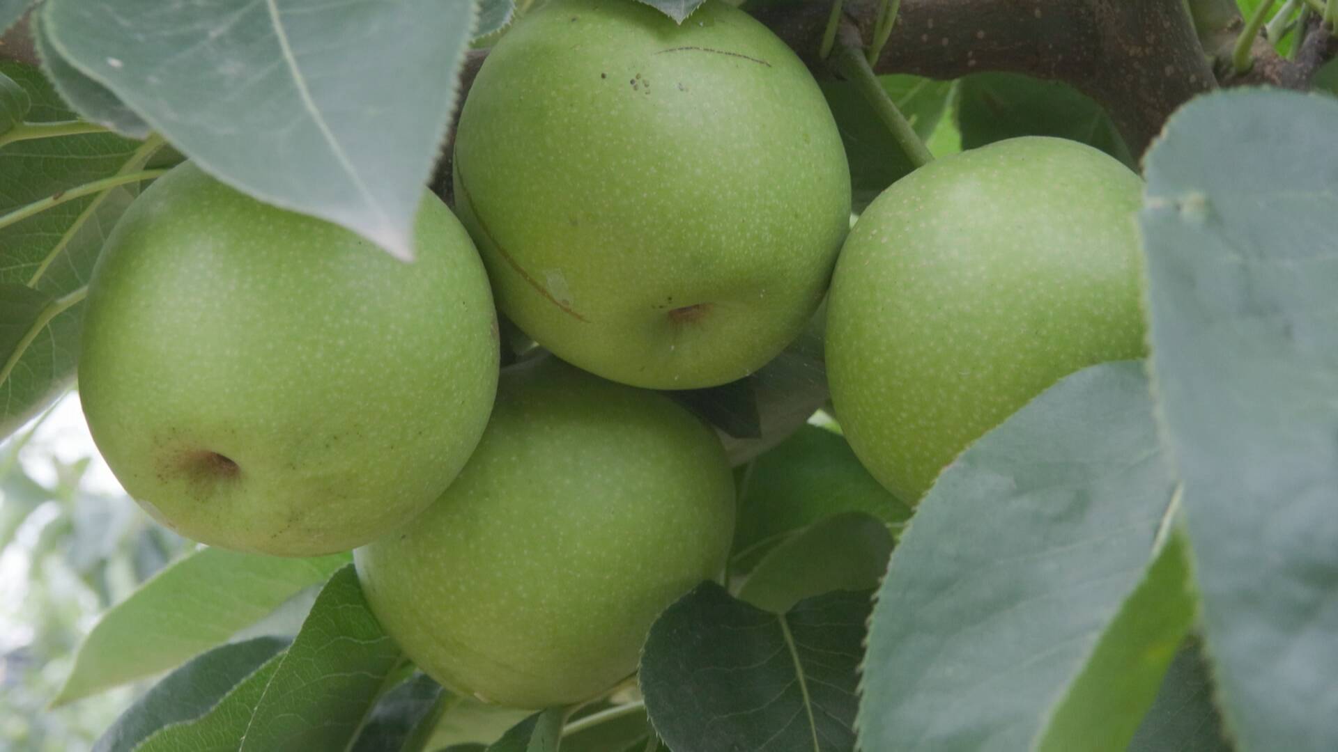 成武:夏季早梨抢鲜上市 果农增收喜上眉梢