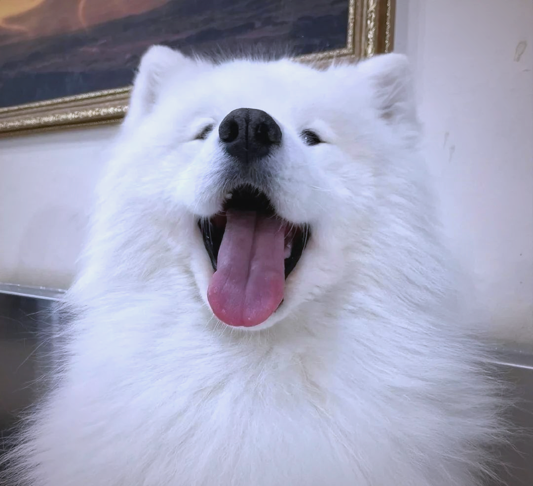 多种温顺狗狗推荐:不咬人,乖巧听话,对主人忠诚