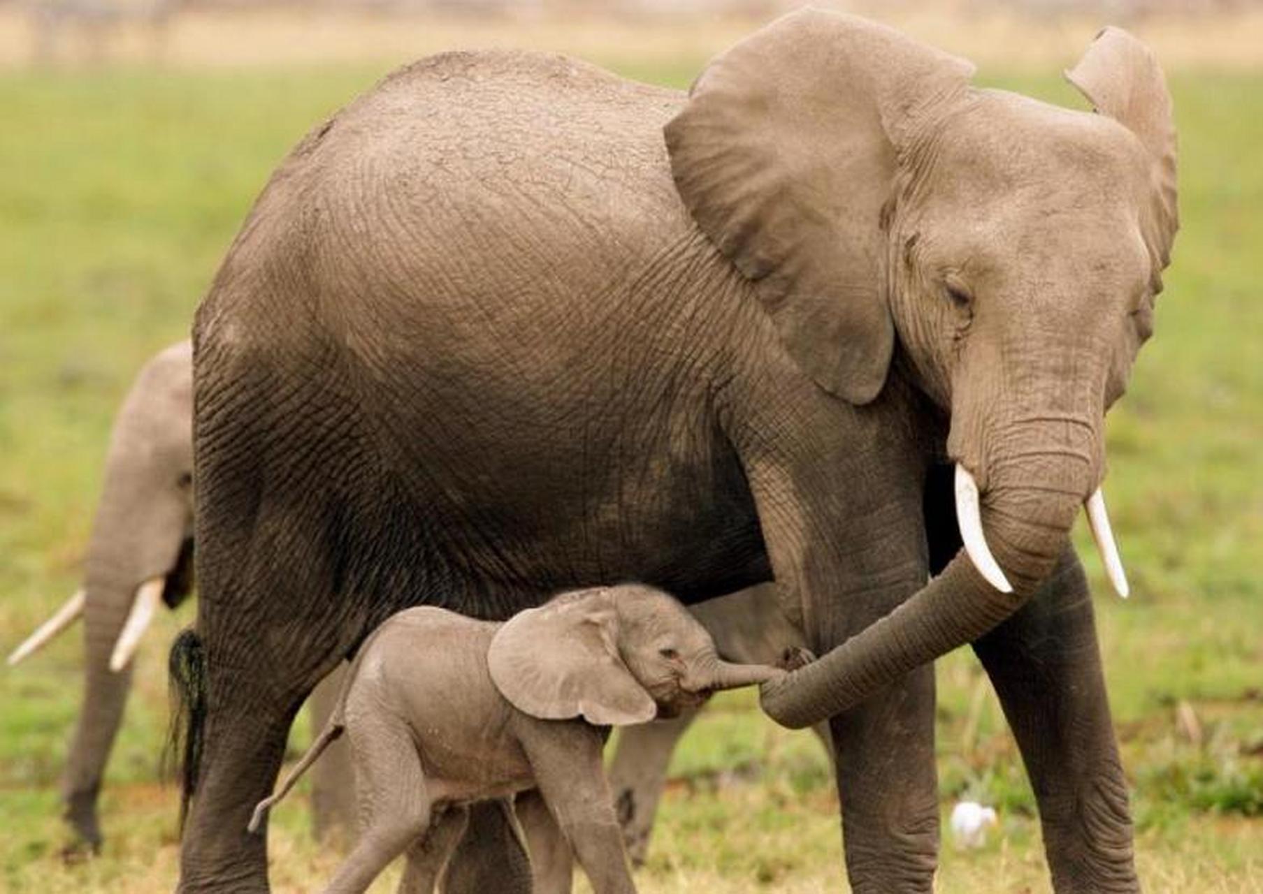 当摄影师发现这头小象时,它的鼻子断裂处的伤口已经愈合,但是断聊的