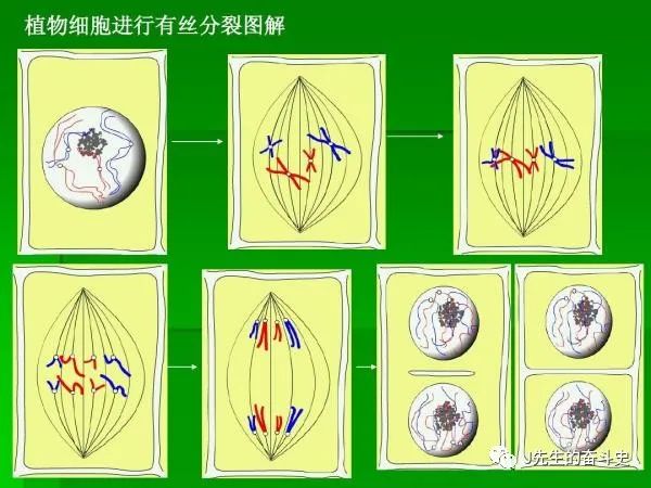 细胞的有丝分裂 baijiahao.baidu.com