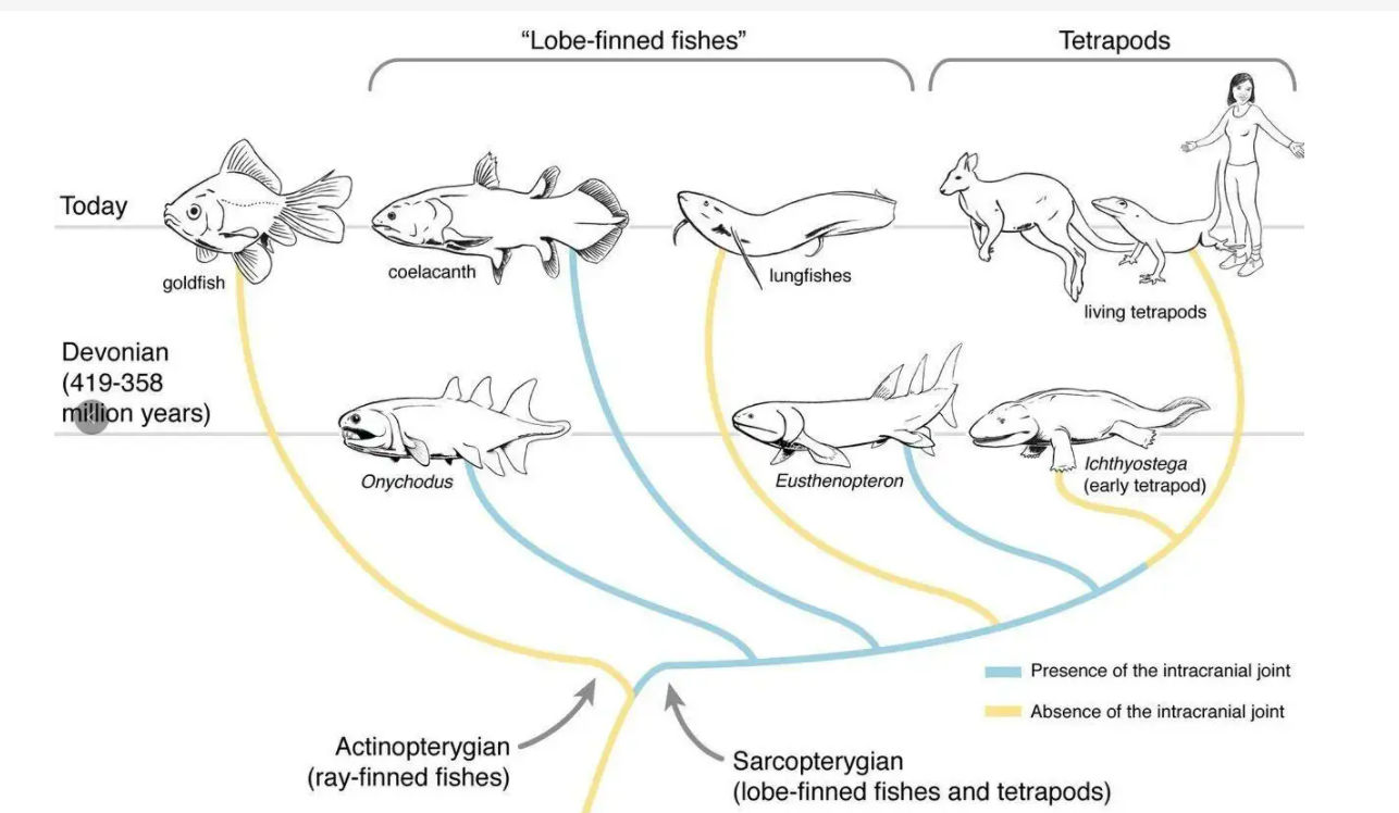 妄想山海人鱼进化过程图片